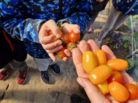 Selbst geerntete Tomaten in Kinderh&auml;nden bei rhizom
