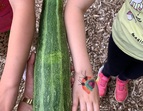 Das Bild zeigt zwei Kinderunterarme. Dazwischen liegt eine Zucchini, die genauso lang ist wie die Arme.
