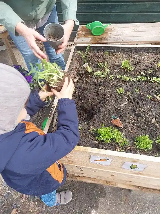 Die Hochbeete werden bepflanzt