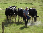 Kühe in der Stadt: Jürgen Drewes füttert seine Kühe.