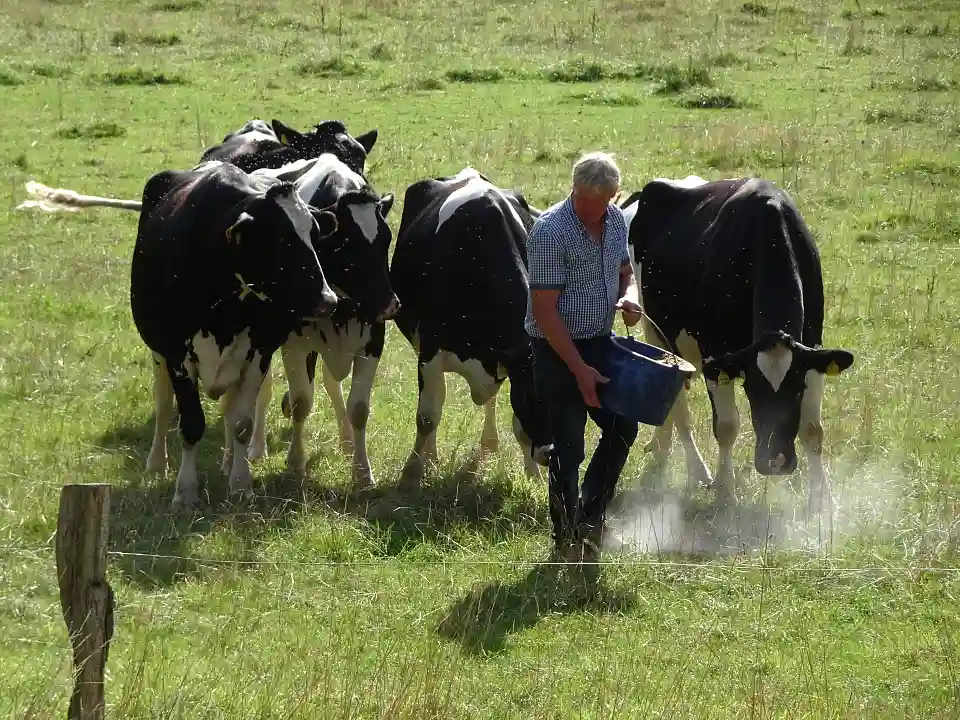 K&uuml;he in der Stadt: J&uuml;rgen Drewes f&uuml;ttert seine K&uuml;he.