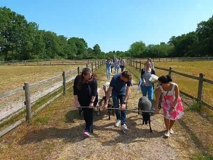 Fortbildung p&auml;dagogische Fachkr&auml;fte: Das Bild zeigt p&auml;dagogische Fachkr&auml;fte dem Besuch eines Bio-Bauernhofs, die gemeinsam mit einigen Schafen auf einem Weg zwischen Weidefl&auml;chen spazieren gehen.