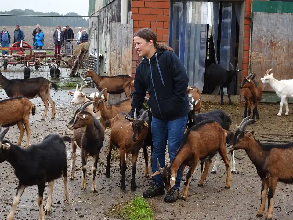 Furthhof: Gwendoly Manek und ihre Ziegen (Bruderkitze).