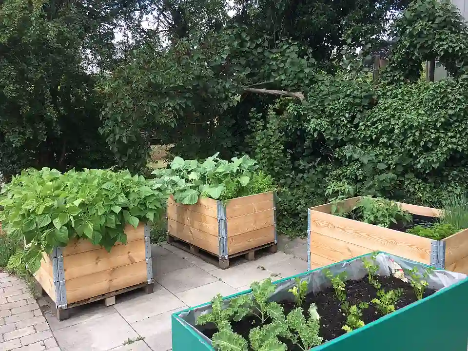 Mit Gem&uuml;se und Kr&auml;uter bepflanzte Hochbeete kurz vor der Ernte