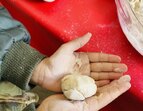 Kinderhände halten rohen Teig für ein Brötchen; im Hintergrund Teigschüssel und Sesam. 
˜ Bildnachweis: Verein Sozialökologie e.V.