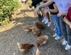 Eine Gruppe Kinder füttert braune Hühner über einen niedrigen Zaun; die Tiere picken am Boden. 
˜ Bildnachweis: Verein Sozialökologie e.V.