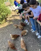 Eine Gruppe Kinder füttert braune Hühner über einen niedrigen Zaun; die Tiere picken am Boden. 
&tilde; Bildnachweis: Verein Sozialökologie e.V.