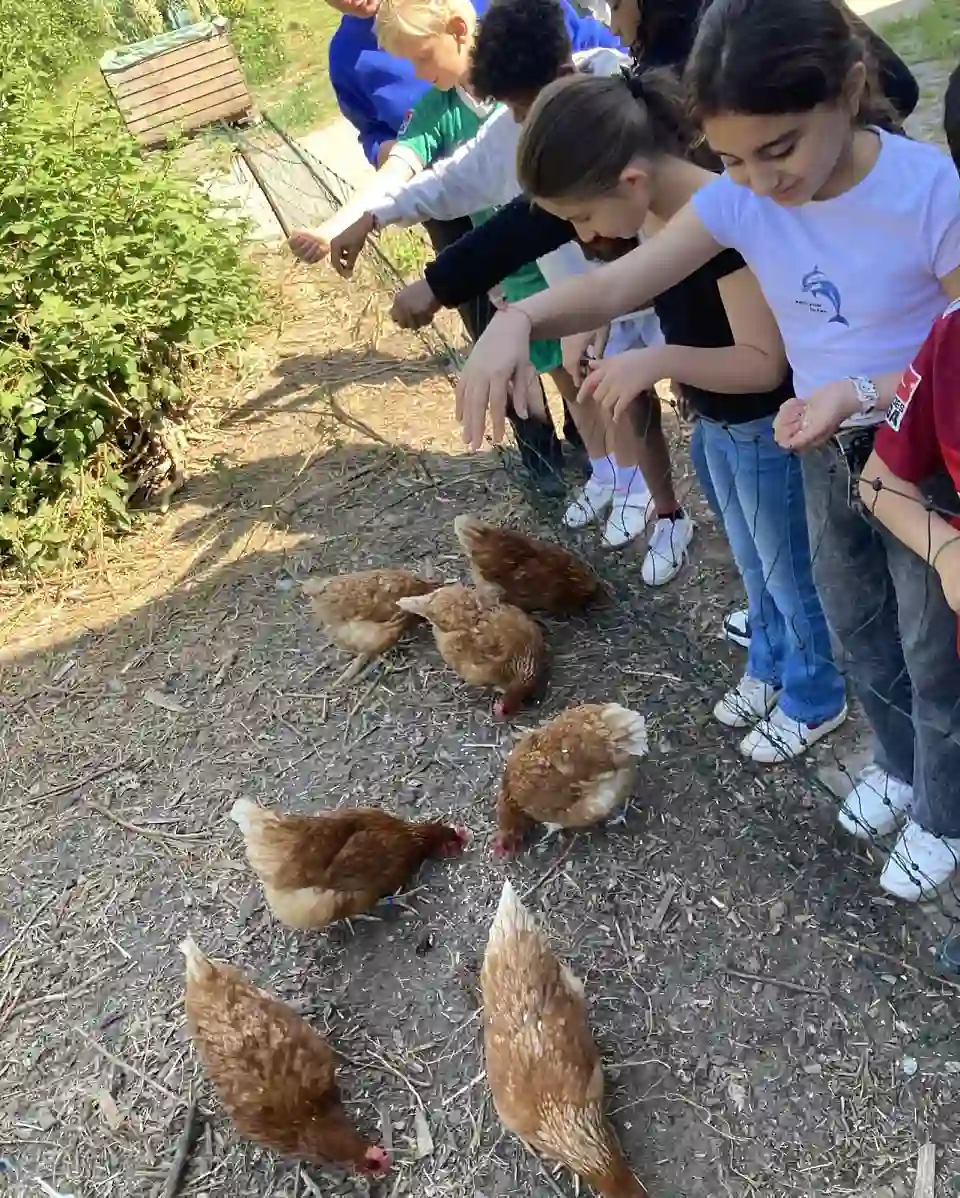 Eine Gruppe Kinder f&uuml;ttert braune H&uuml;hner &uuml;ber einen niedrigen Zaun; die Tiere picken am Boden.